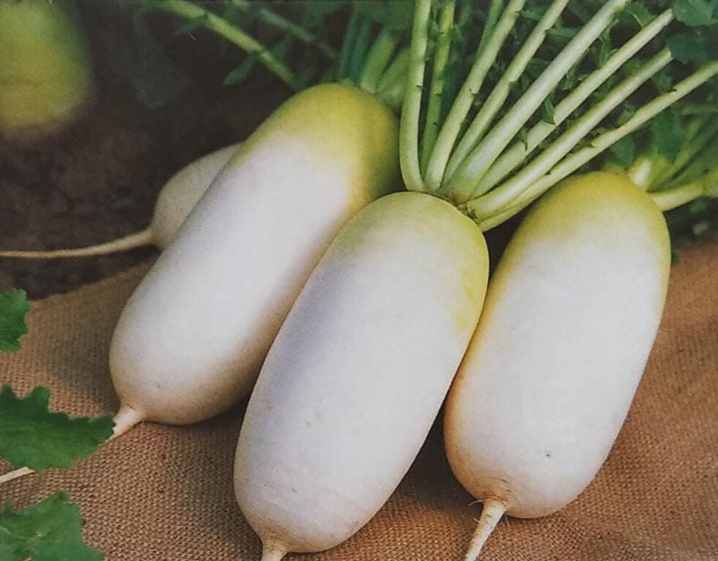 ミニダイコン種  ころっ娘 (小袋)<br>[栽培用 種子 ミニだいこん ミニ大根 サカタ]