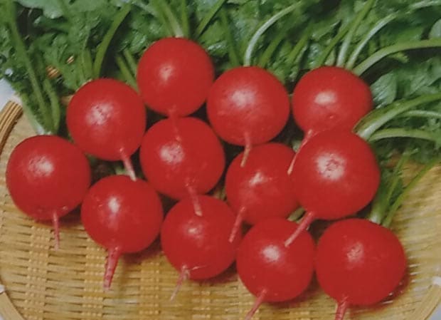 ※7月中旬以降入荷予定<br>ハツカダイコン種  レッドチャイム (20ml)<br>[栽培用 種子 はつかだいこん 二十日大根 サカタ]