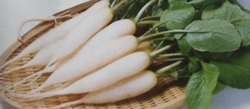 ハツカダイコン種  雪小町 (2dL)<br>[栽培用 種子 はつかだいこん 二十日大根 生産者向け サカタ]