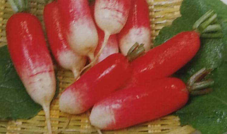 ハツカダイコン種  紅白 (小袋)<br>[栽培用 種子 はつかだいこん 二十日大根 サカタ]