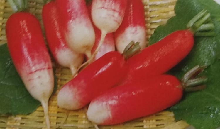 ハツカダイコン種  紅白 (2dL)<br>[栽培用 種子 はつかだいこん 二十日大根 生産者向け サカタ]