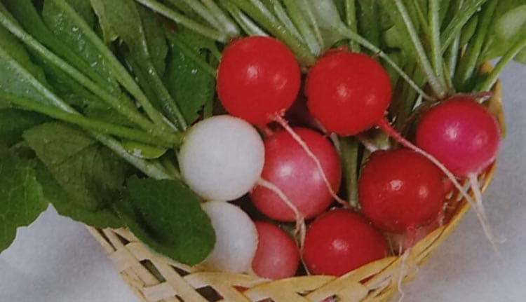 ハツカダイコン種  カラフルファイブ (2dL)<br>[栽培用 種子 はつかだいこん 二十日大根 生産者向け サカタ]