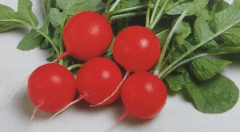 ハツカダイコン種  さくらんぼ (20ml)<br>[栽培用 種子 はつかだいこん 二十日大根 サカタ]