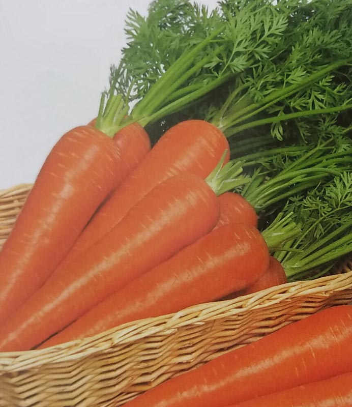 ニンジン種　ベーターリッチ　ペレット種子(小袋)<br>[栽培用 種子 人参 にんじん サカタ]