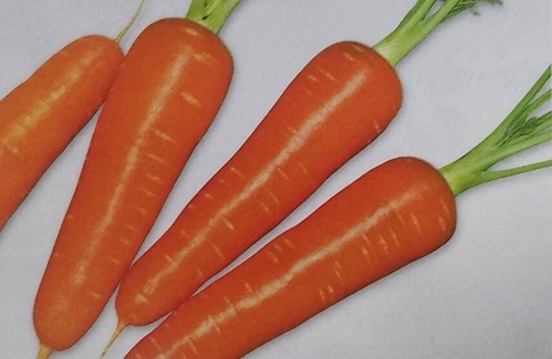 ニンジン種 【 紅あかり 】 ペレット種子 1万粒 （栽培用 種子 人参 にんじん 生産者向け サカタ）