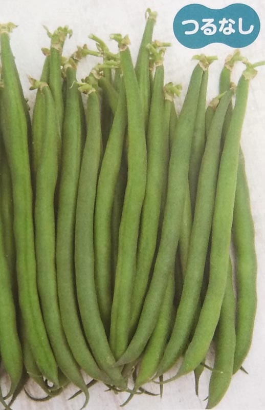 ※新種2025年1月以降入荷後発送<br>インゲン種　れんたろう　(2000粒)<br>[栽培用 種子 つるなしいんげん 隠元豆 生産者向け サカタ]