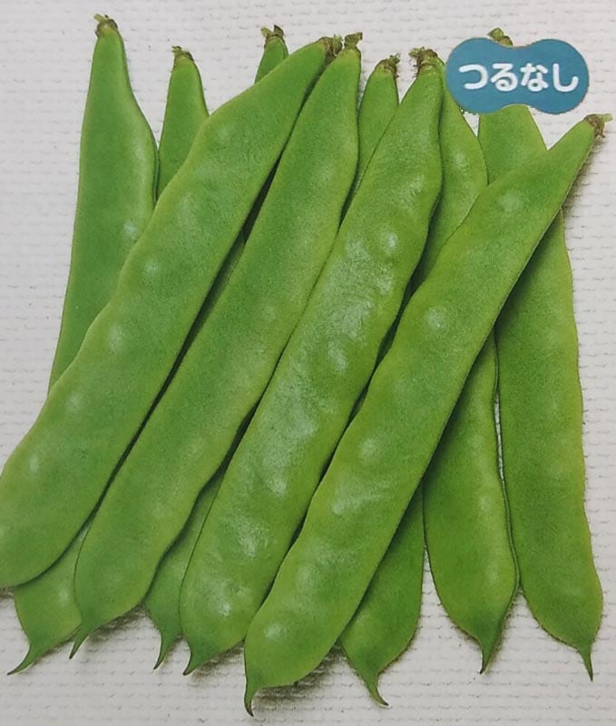 インゲン種　つるなしジャンビーノ　(1L)<br>[栽培用 種子 つるなしいんげん 隠元豆 生産者向け サカタ]