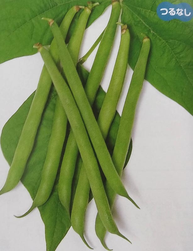 インゲン種　セリーナ　(小袋)<br>[栽培用 種子 つるなしいんげん 隠元豆 サカタ]