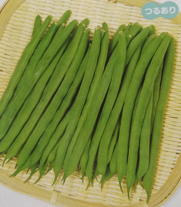 ※新種12月以降入荷予定<br>インゲン種　プロップキング　(1L)<br>[栽培用 種子 つるありいんげん 隠元豆 生産者向け サカタ]