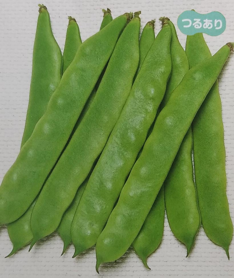 【新種12月下旬～発送】インゲン種　つるありジャンビーノ　(1dL)[栽培用 種子 つるありいんげん 隠元豆 サカタ]