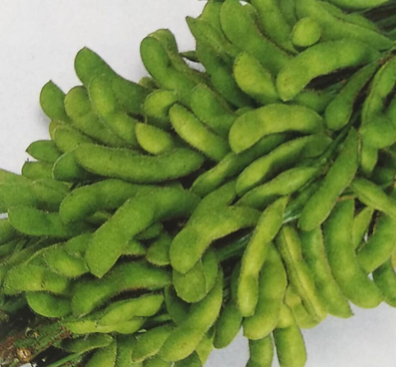 エダマメ種　天ヶ峰　(小袋)<br>[栽培用 種子 えだまめ 枝豆 サカタ]