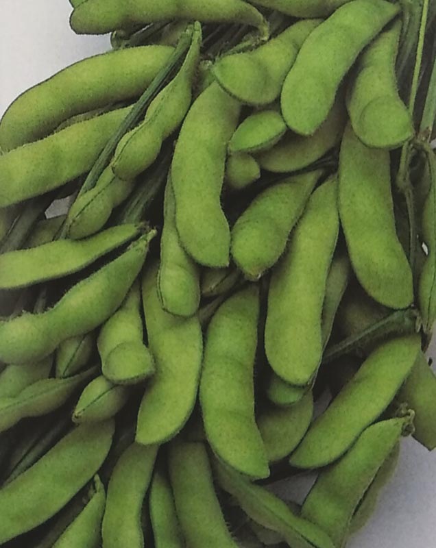 ※7月中旬以降入荷予定<br>エダマメ種　いきなまる　(1dL)<br>[栽培用 種子 えだまめ 枝豆 サカタ][農林水産省登録品種 品種名：SAKSOY004 海外持出禁止(公示(農林水産省HP)参照) ]