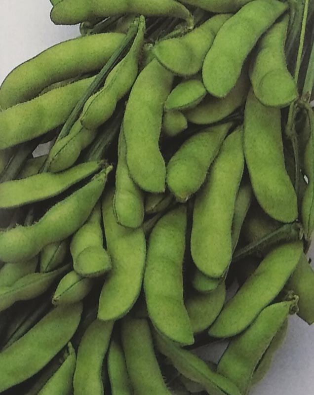 ※7月中旬以降入荷予定<br>エダマメ種　いきなまる　(小袋)<br>[栽培用 種子 えだまめ 枝豆 サカタ][農林水産省登録品種 品種名：SAKSOY004 海外持出禁止(公示(農林水産省HP)参照) ]