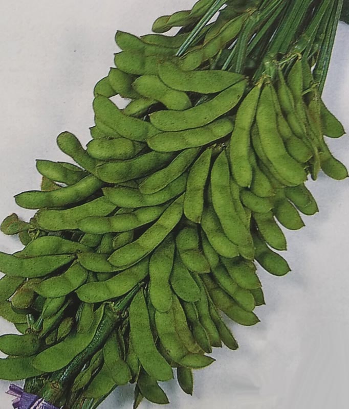 ※新種2025年2月以降入荷後発送　ダマメ種　夏の装い　(1dL)<br>[栽培用 種子 黒えだまめ 黒枝豆 サカタ]