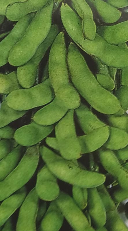 エダマメ種　夏の調べ　(1L)<br>[栽培用 種子 茶えだまめ 茶枝豆 生産者向け サカタ]