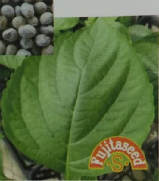 えごま種 藤田のえごま 白種子 5ml Br 栽培用 種子 じゅうねん あびらえ 健康野菜 家庭菜園向け 藤田 野菜 果物の種なら みつのぶオンラインショップ