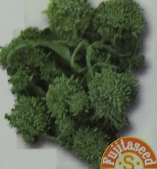 野菜種 【 チーマ デ ラーパ 】 小袋 （栽培用 種子 健康野菜 家庭菜園向け 藤田）