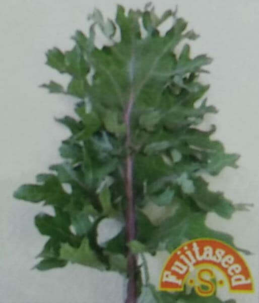 ケール種 【 ロシアンケール 】 小袋 （栽培用 種子 健康野菜 家庭菜園向け 藤田）
