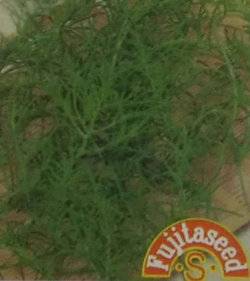 野菜種 【 岡ひじき 】 小袋 （栽培用 種子 健康野菜 藤田）