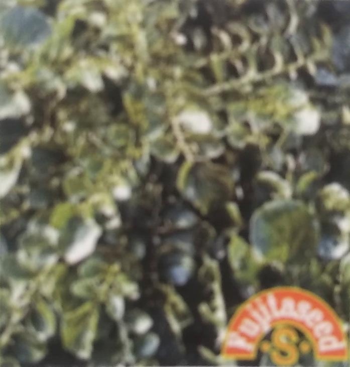 コショウソウ種 【 マスタードクレス（つるなしクレソン）】 小袋 （栽培用 種子 健康野菜 藤田）