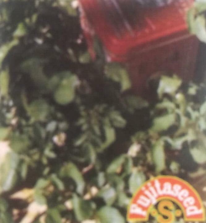 コショウソウ種 【 ウォータークレス 】 小袋 （栽培用 種子 健康野菜 藤田）