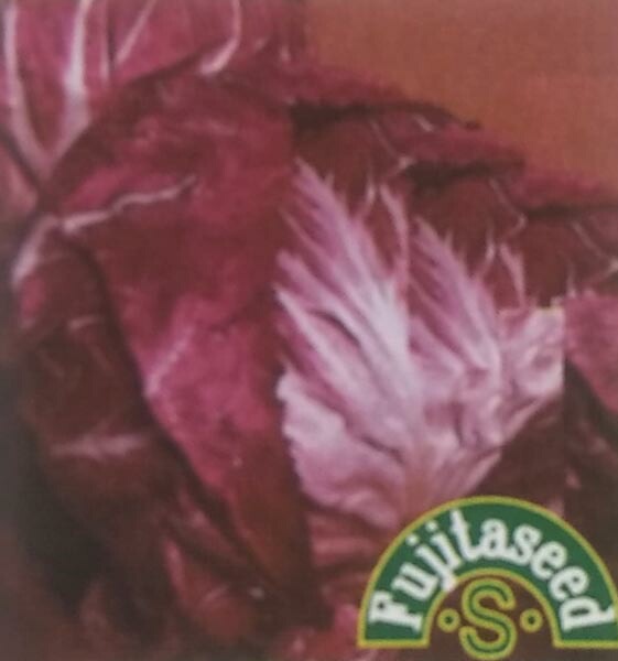 チコリ種 【 赤丸チコリー F1 ニューファインハート 】 小袋 （栽培用 種子 藤田）