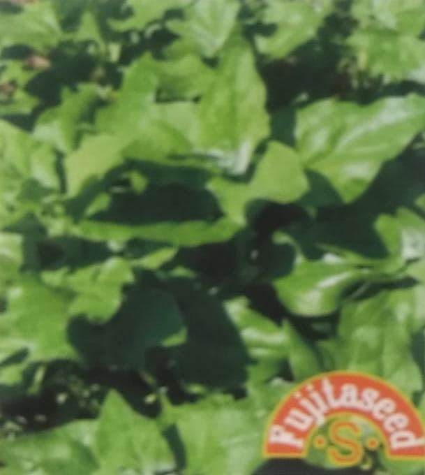 ※ 販売中止？※ ホウレンソウ種 【 ニュージーランドスピナッチ 】 小袋 （栽培用 種子 藤田）