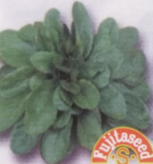 マーシュ（コーンサラダ）3ml　[栽培用 種子 藤田]