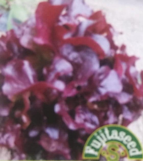 アメリカンレッドオーク　1ml　[栽培用 種子 藤田]