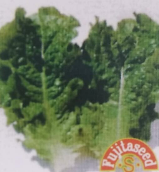  レタス種【 青チマサンチュウ 】 小袋 （栽培用 種子 藤田）