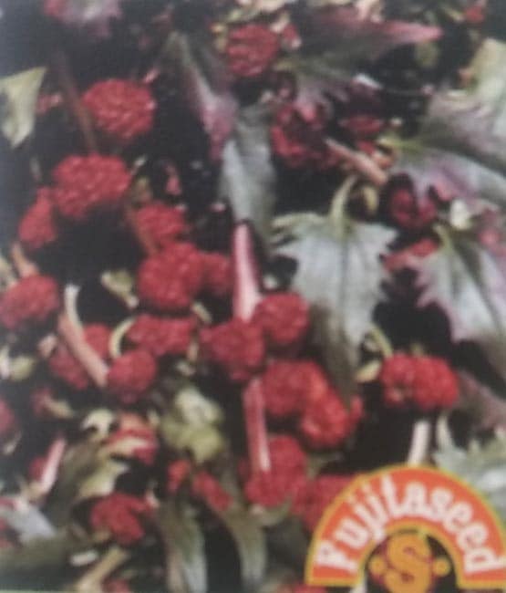 ホウレンソウ種 【 ストロベリースピナッチ 】 小袋 （栽培用 種子 藤田）