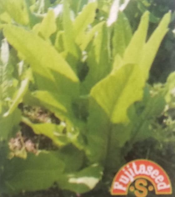 大葉油麦菜　2ml<br> [栽培用 種子 藤田]