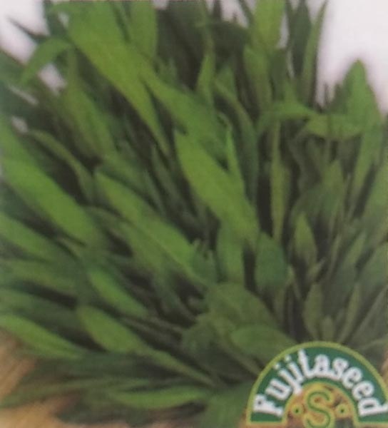 ストリドーロ　0.1ml　[栽培用 種子 藤田]