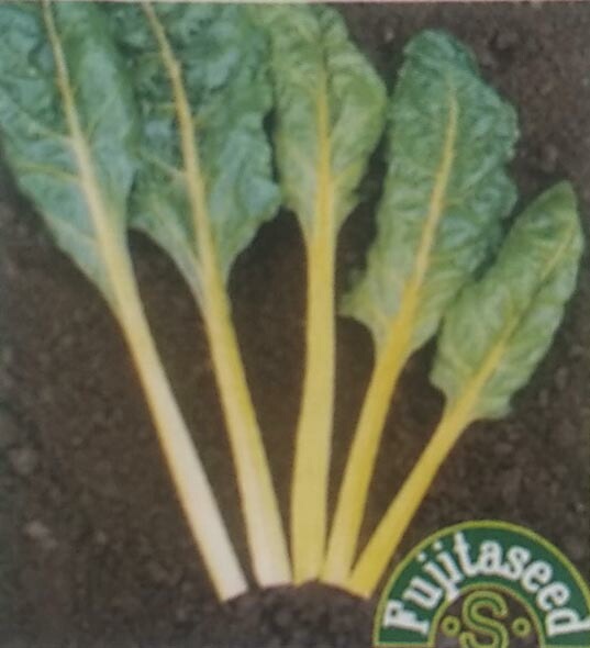 ※ 販売中止？※ フダン種 【 スイスチャード カナリアイエロー 】 小袋 （栽培用 種子 健康野菜 藤田）