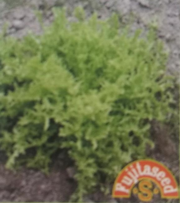 エンダイブ　ホワイトカールド　1ml　[栽培用 種子 藤田]