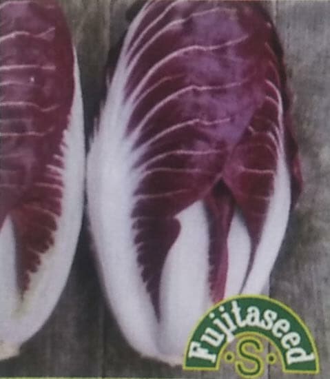 チコリ種 【 赤長チコリー F1トレビーゾ ビビアン 】 小袋 （栽培用 種子 藤田）