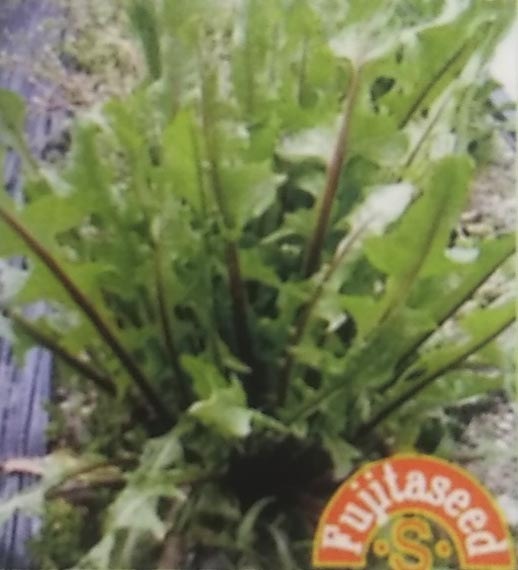 イタリアンタンポポ　ボールドレッド　小袋　[栽培用 種子 藤田]