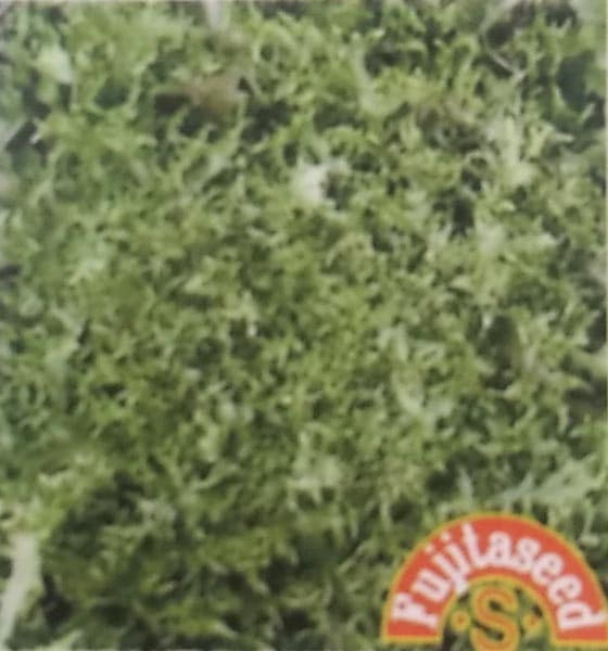 エンダイブ　グリーンカールド 2　1ml　[栽培用 種子 藤田]