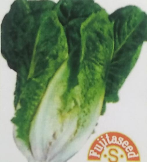 コスレタス　2ml　[栽培用 種子 藤田]