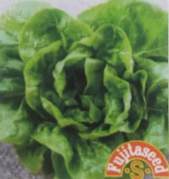 バターレタス　1ml　[栽培用 種子 藤田]