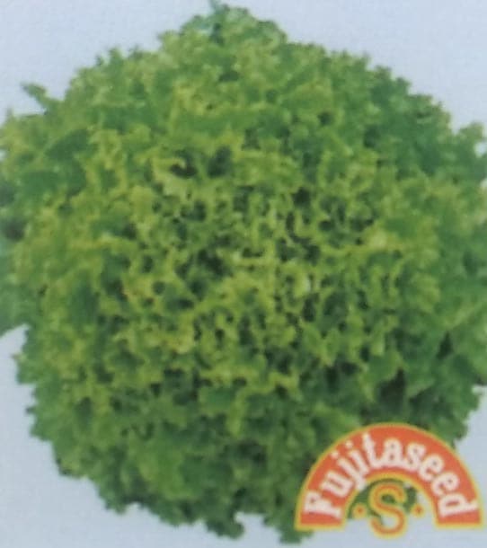 ロログリーン　2ml　[栽培用 種子 藤田]