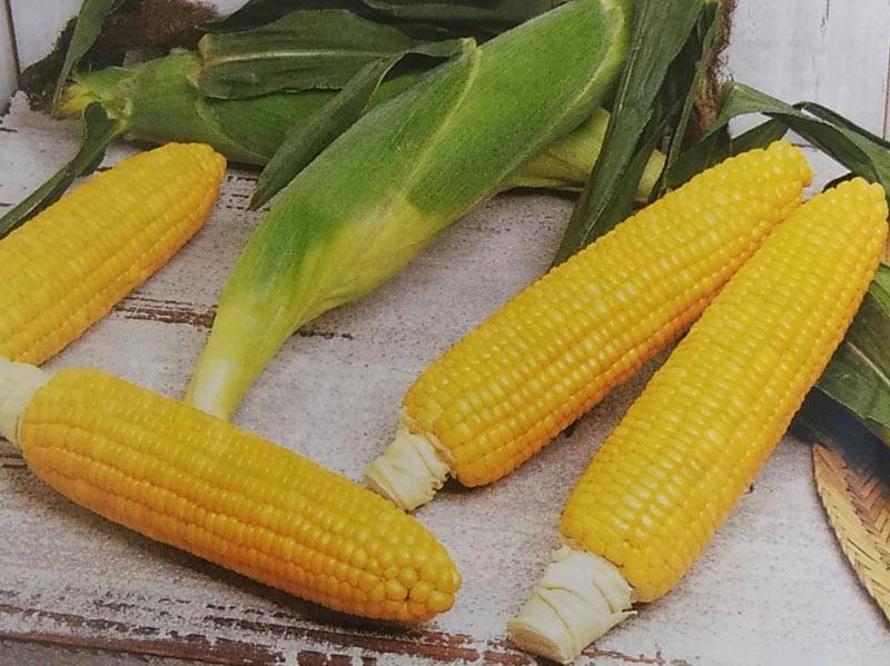 ゴールドラッシュ90 とうもろこし　スイートコーン　種　2025年　25袋 ゴールドラッシュ90 とうもろこし スイートコーン 種 2025年 25袋