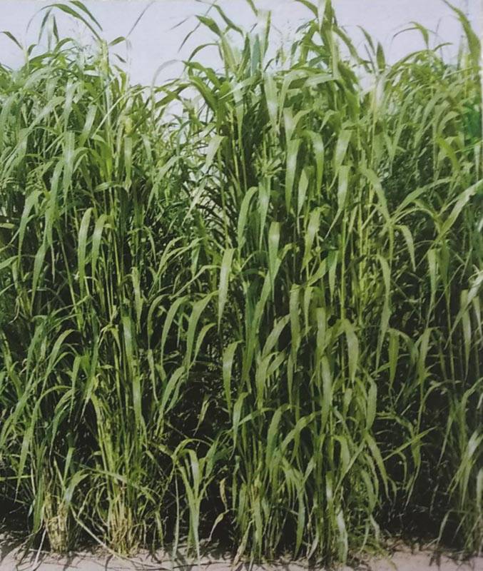 ※代金引換不可※ スーダングラス種 【 おいしいスーダン 】 20kg（原袋入り）（牧草種子 飼料用 緑肥用 カネコ）