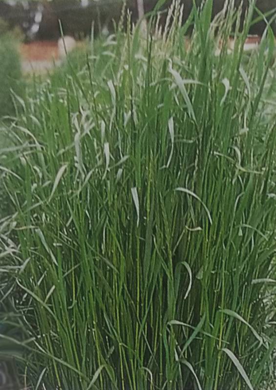 ★※代金引換不可※ イタリアンライグラス種 【 ワセフドウ 】 20kg（1kg×20袋入）（牧草種子 栽培用 農場 大規模播種向け タキイ）（農林水産省登録品種 品種名：ワセフドウ）