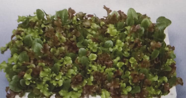 ★ミックスレタス種 【 ガーデンレタスミックス 】 実咲小袋 （栽培用 種子 チシャ 苣 リーフレタス サカタ）