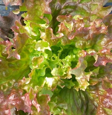 ★有機種子 【 リーフレタス / ロロロッサ / サニーレタス系 / 緑＆赤混色 】 小袋 （栽培用 種子 葉菜）