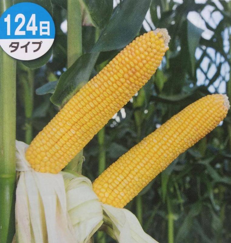 トウモロコシ種 【 ロイヤルデントTX1277 】 1kg（牧草種子 飼料用 玉蜀黍種 124日タイプ タキイ）