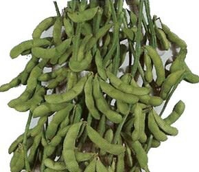 販売終了？ ※ エダマメ種 【 獅子王 】 1L （栽培用 種子 枝豆
