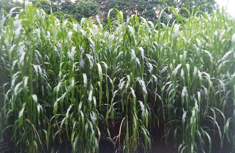 ※代金引換不可※ スーダングラス種 【 ネオうまかろーる 】 20kg（原袋入り）（牧草種子 飼料用 緑肥用品種名：ニューダンメーカー直送 雪印）
