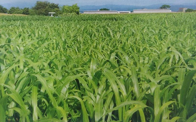 ※代金引換不可※ スーダングラス種 【 リッチスーダン 】 20kg（原袋入り）（牧草種子 飼料用 緑肥用品種名：スプリントメーカー直送 雪印）